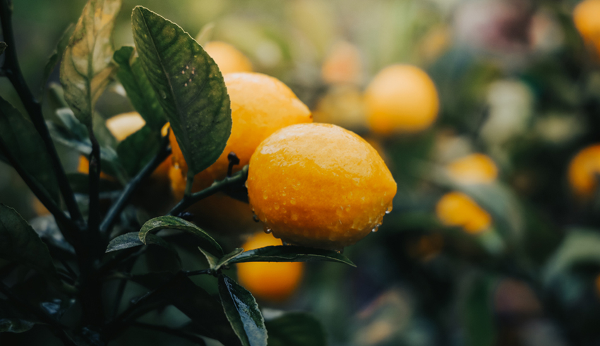 Close up of a citrus fruit growing on a tree branch.